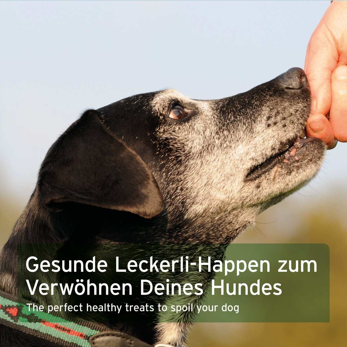 Hund bekommt gesunden Snack als Belohnung mit Text "Gesunde Leckerli-Happen zum Verwöhnen Deines Hundes".