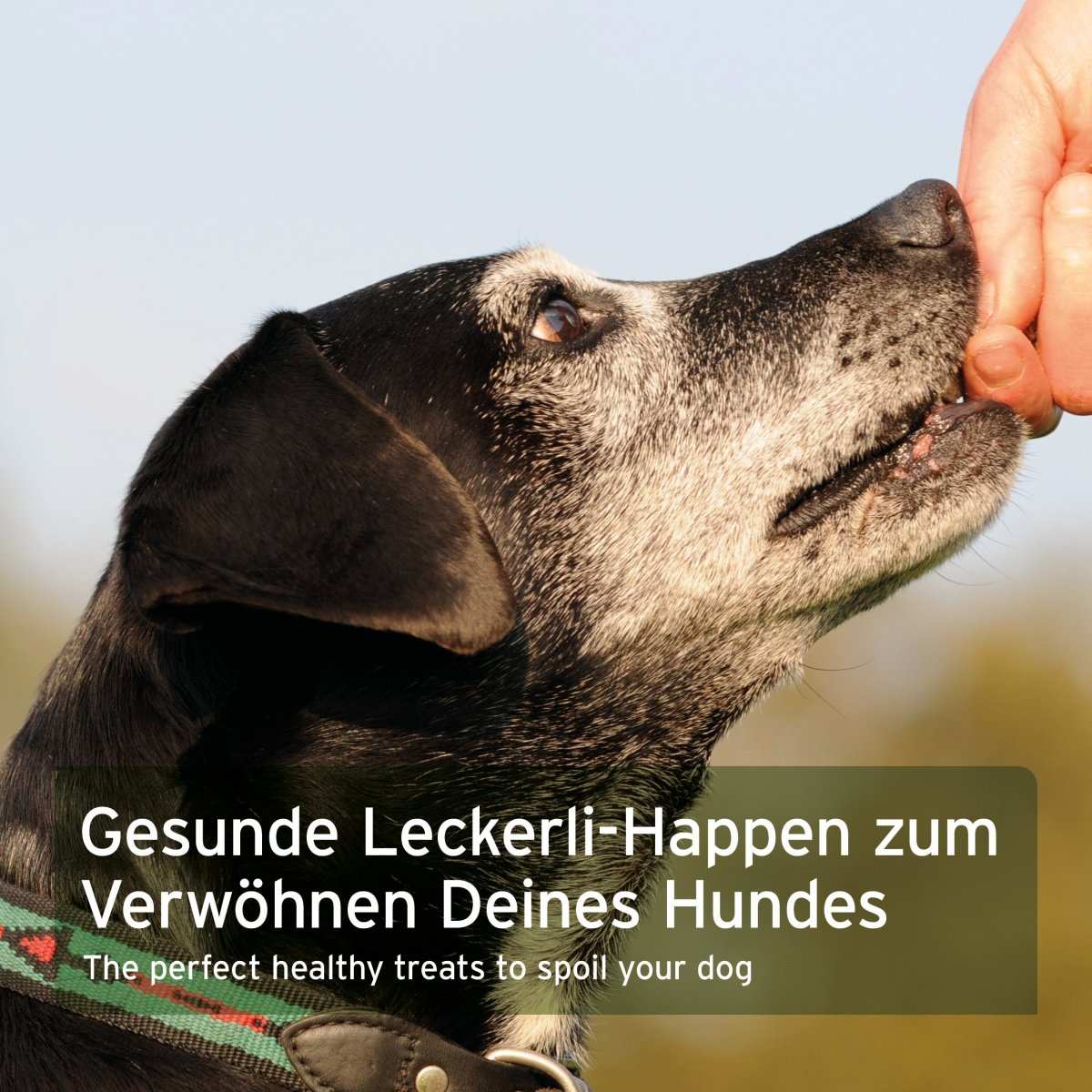 Hund bekommt Leckerli AniForte® Dog Snacks Pferd als gesunde Belohnung.