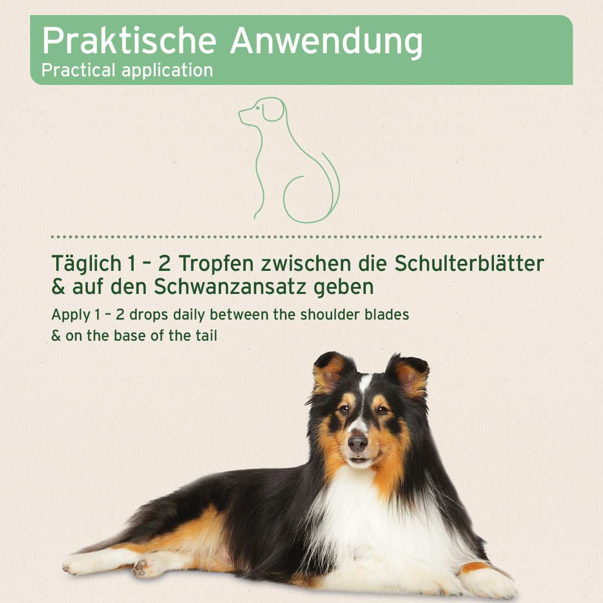 Praktische Anwendung des Ectoprotex Spot-on für Hunde zur Abwehr von Zecken und Flöhen, tägliche Dosierung gezeigt.