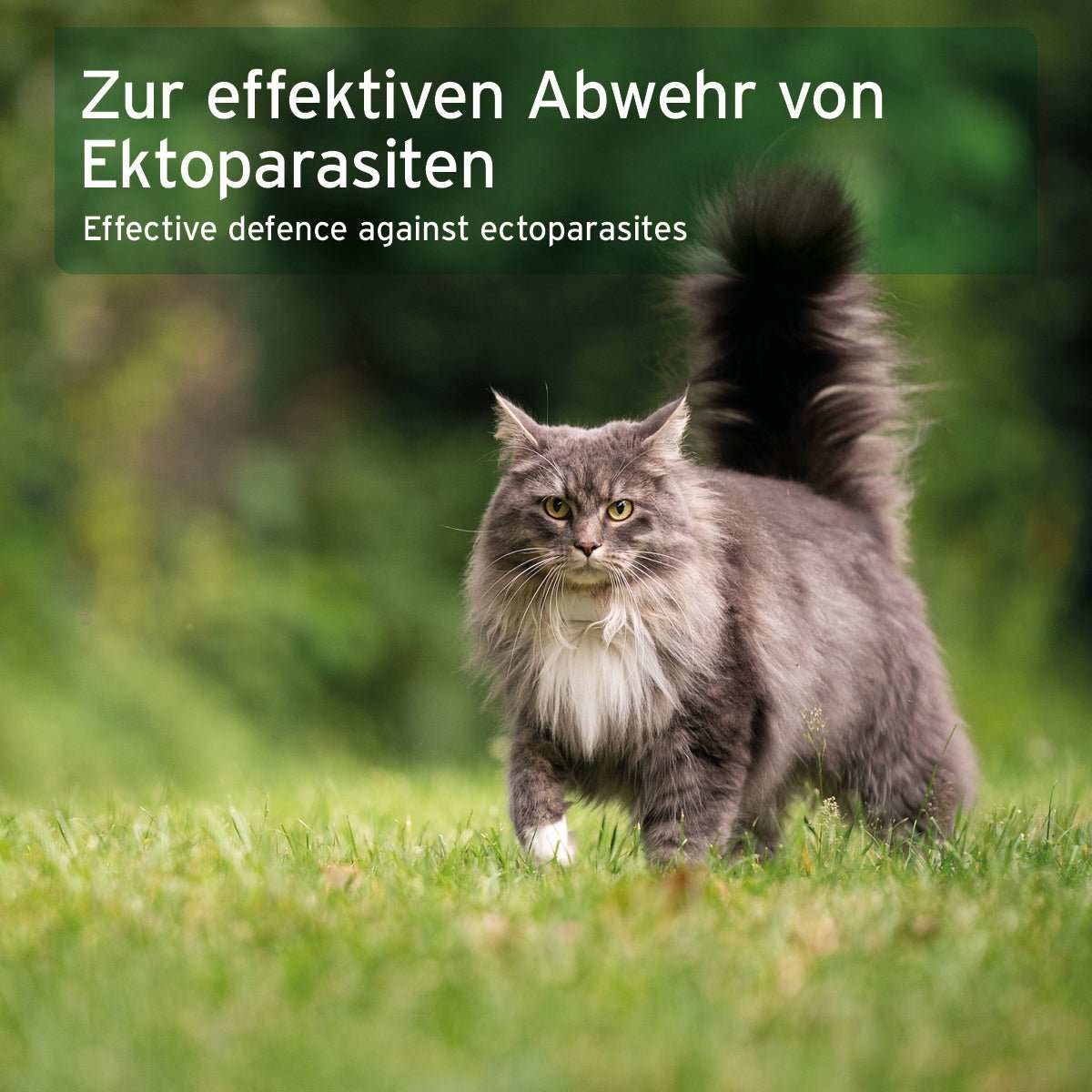 Ectoprotex Spot-on für Katzen, effektive Abwehr gegen Zecken, Flöhe und Milben, geeignet für Katzen und Kitten.