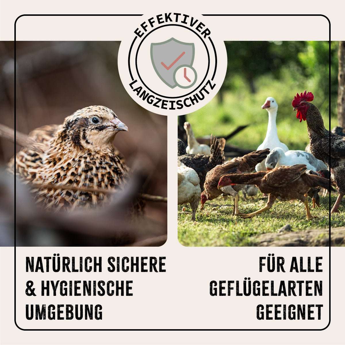 FarmLife Kieselgur Pulver für natürliche Stallhygiene und Geflügelpflege, effektiver Schutz für Hühner und Nutztiere.