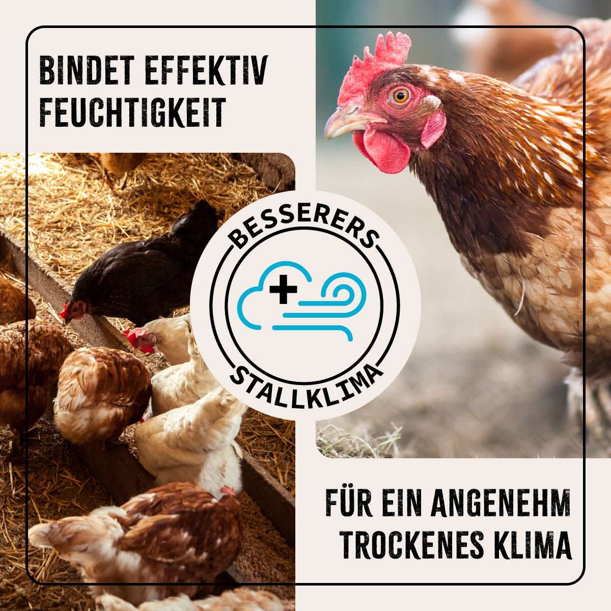 Kieselgur Pulver für Hühnerstallhygiene von FarmLife, 100 % natürlich, verbessert das Stallklima, bindet Feuchtigkeit, vielseitig einsetzbar.