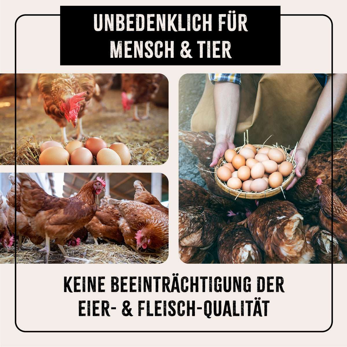 Unbedenkliche Anwendung von FarmLife Kieselgur Pulver für Hühner und Geflügel im Stall zur Erhaltung der Eier- und Fleischqualität.