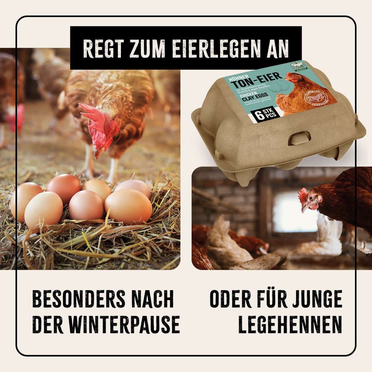 Ton-Eierverpackung zur Bruthilfe für Hühner, pickendes Huhn vor Eiern.