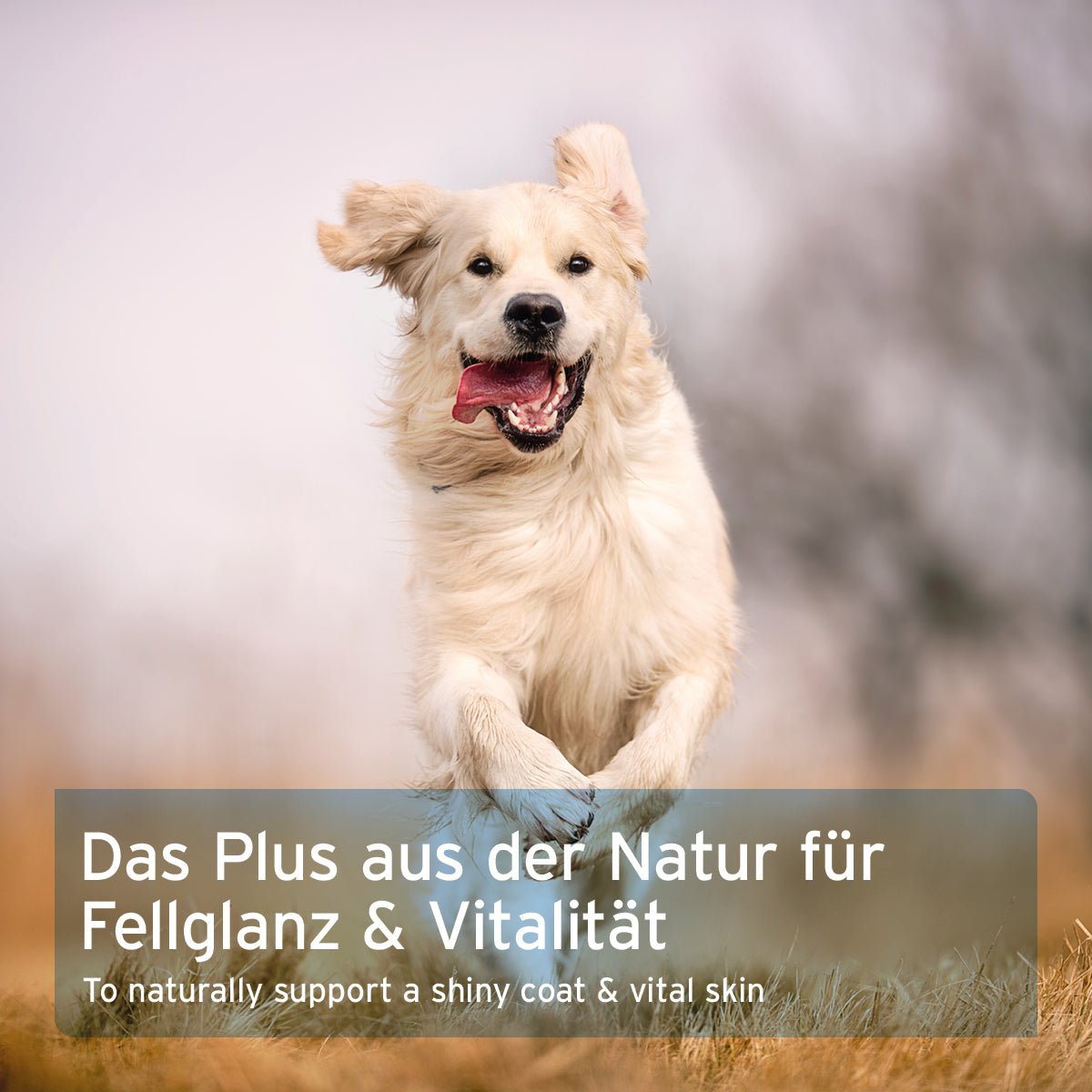 Fellglanz Set - AniForte