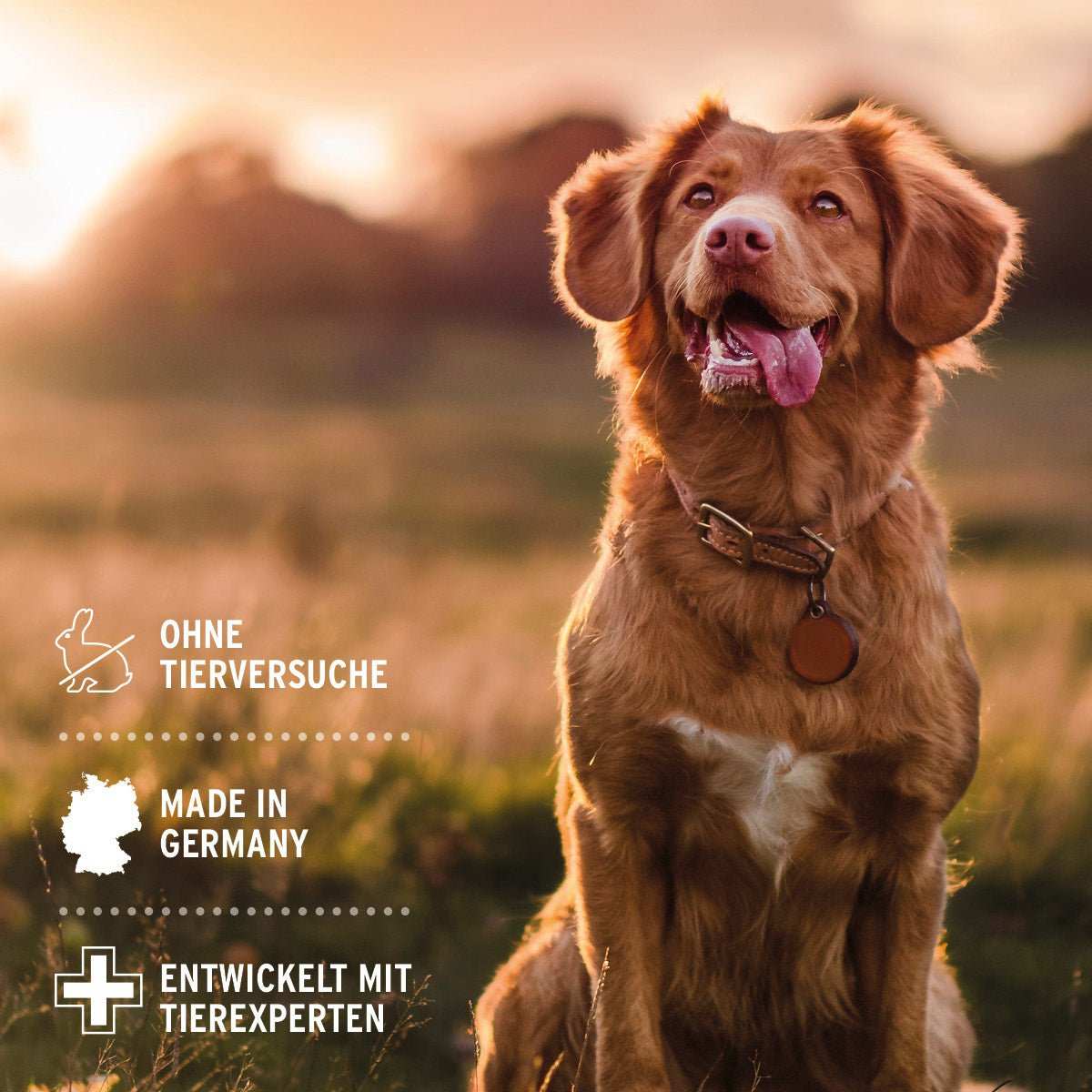 Hund im Freien, beworben mit Eigenschaften des Fellharmonie Conditioner Kokos, geeignet für alle Rassen, hergestellt in Deutschland.