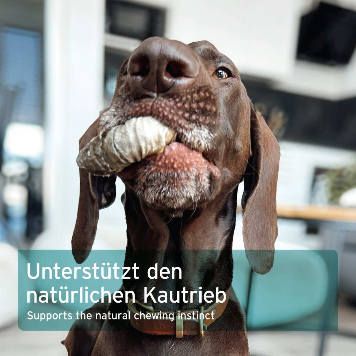 Hund kaut auf einem AniForte® Fischhaut Donut im Innenraum.