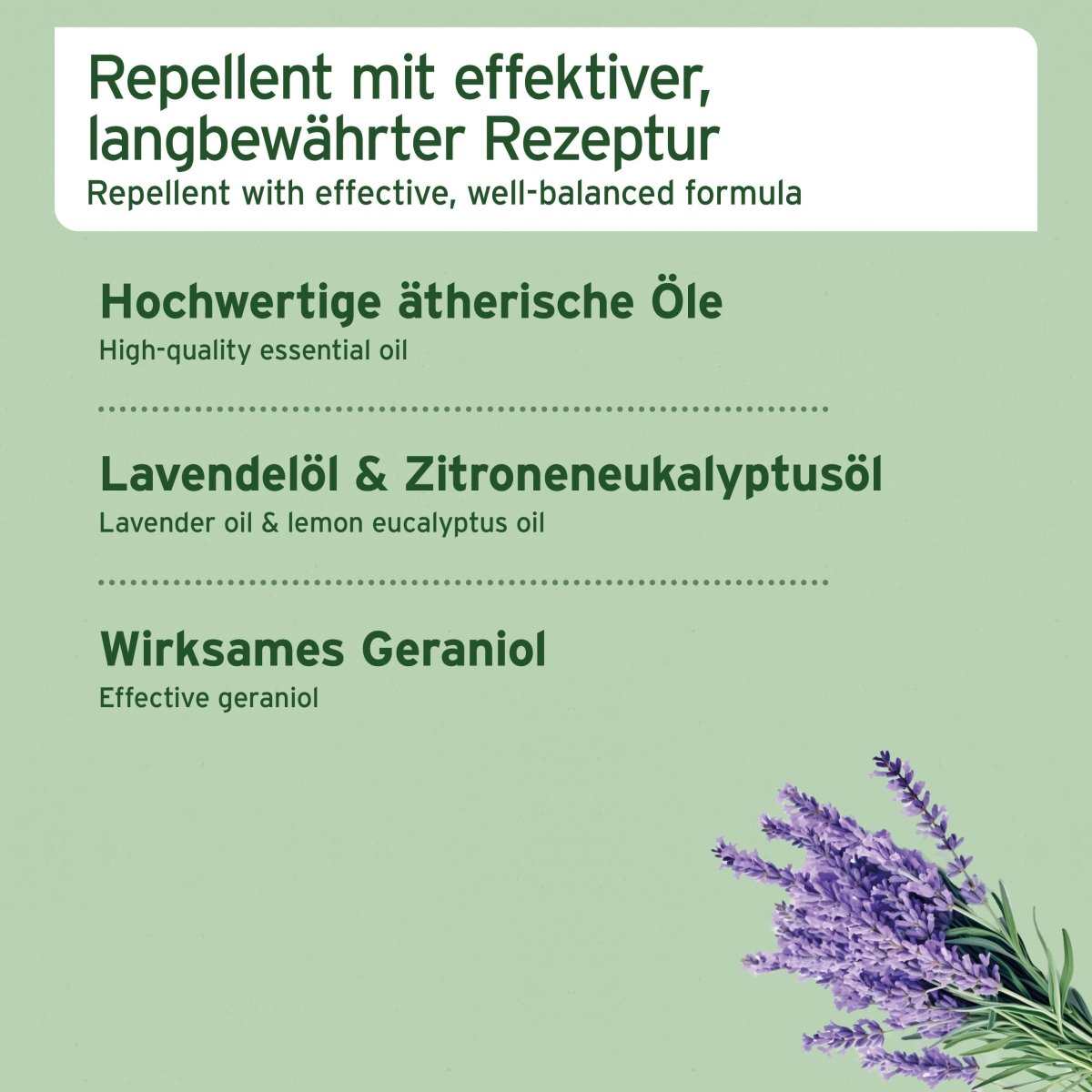 Lavendel auf grünem Hintergrund mit Informationspunkten.