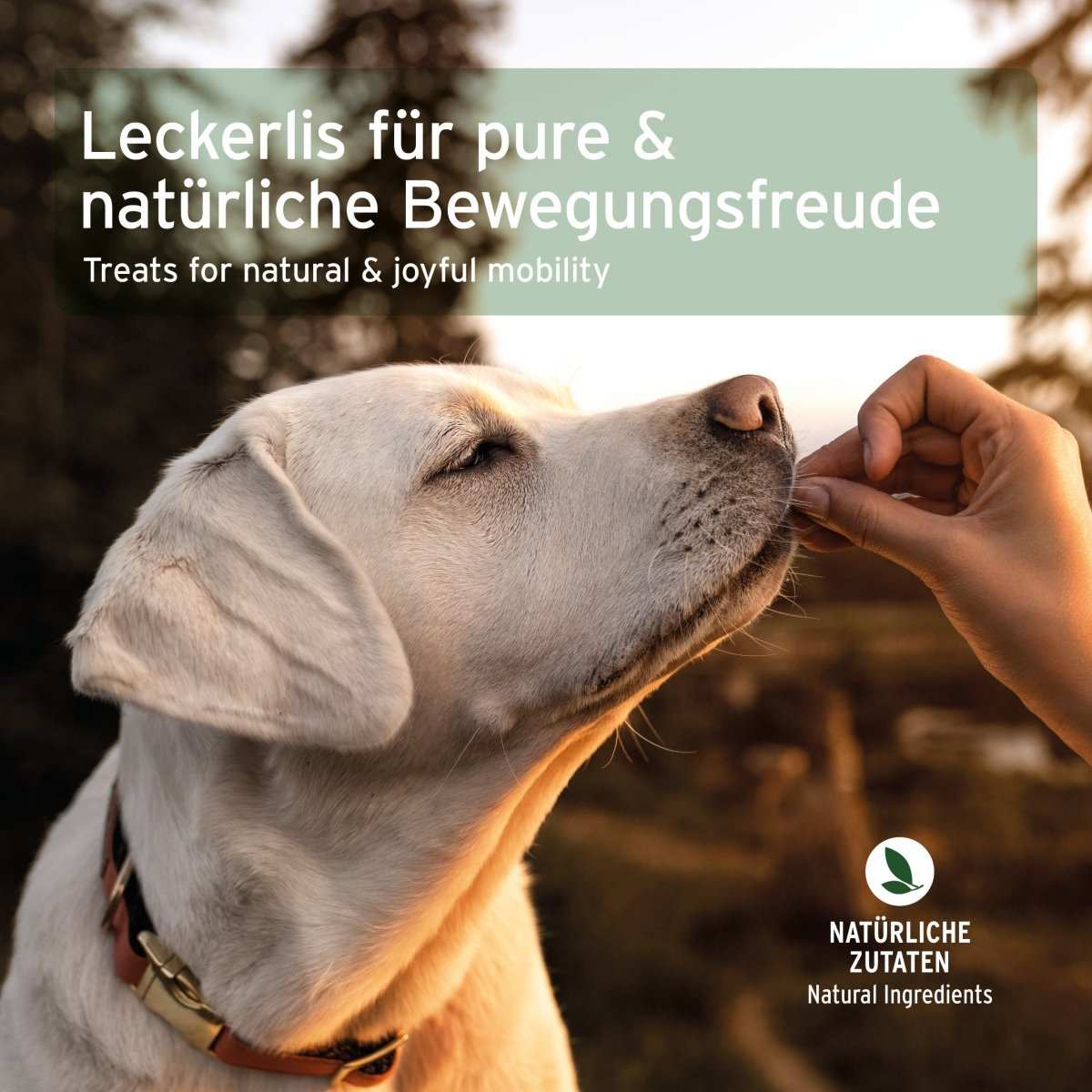 Hund genießt AniForte Gelenk Snack für Bewegungsfreude - natürliche Zutaten.