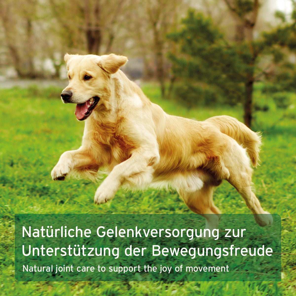 Hund springt fröhlich auf einer Wiese, Produkt: GelenkVETAL 3 - natürliche Gelenkversorgung für Hunde.