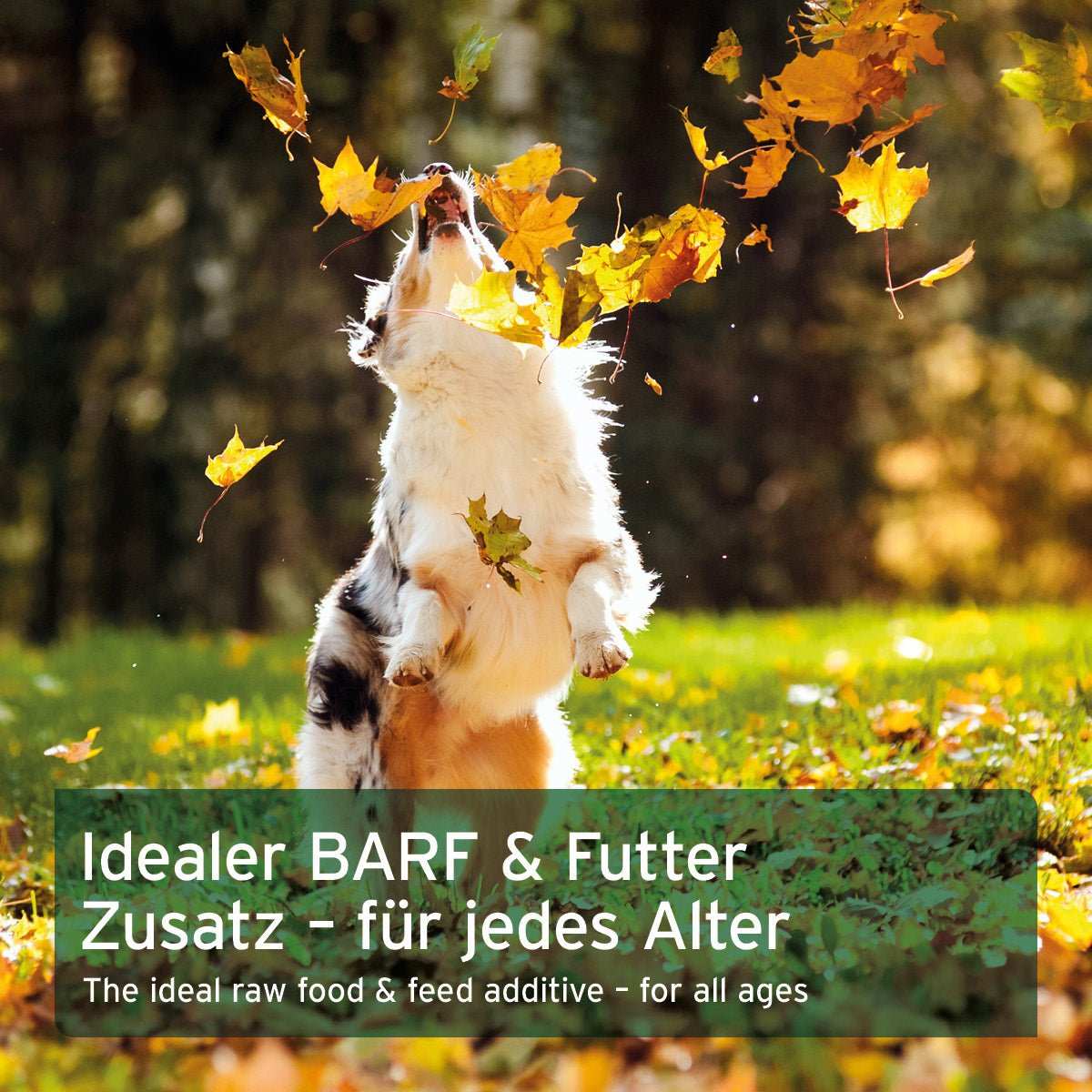 Hunde im Herbstlaub, Text: "Idealer BARF & Futter Zusatz - für jedes Alter".