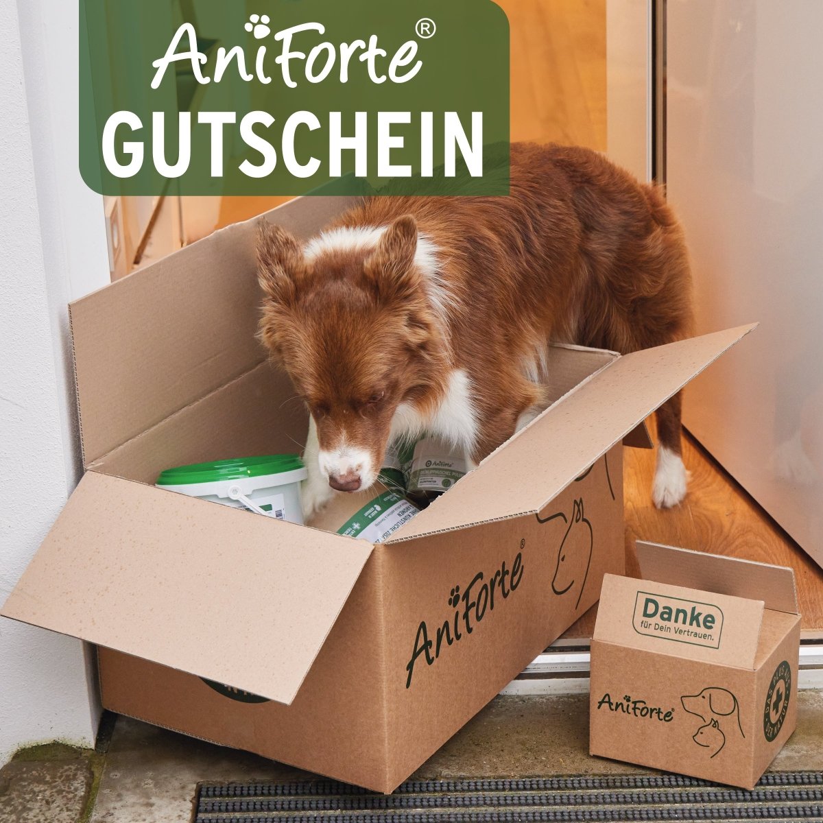 Hund schnuppert in Aniforte Geschenk Gutschein Karton mit Tierpflegeprodukten