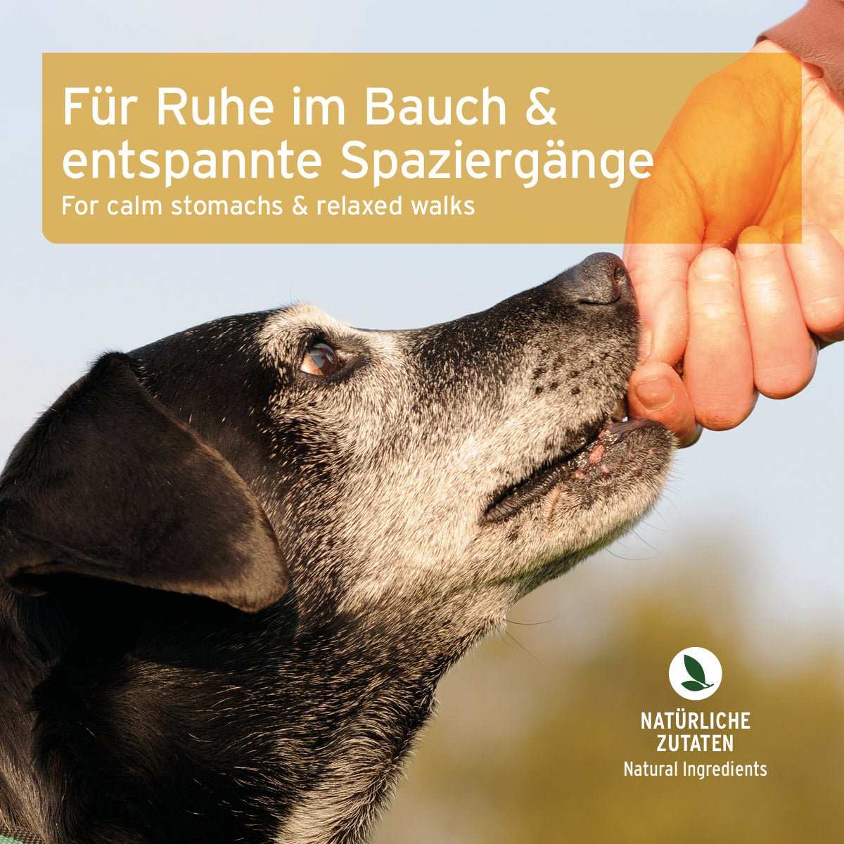 Hund schnuppert Snack, Text: "Für Ruhe im Bauch & entspannte Spaziergänge", natürliche Zutaten.