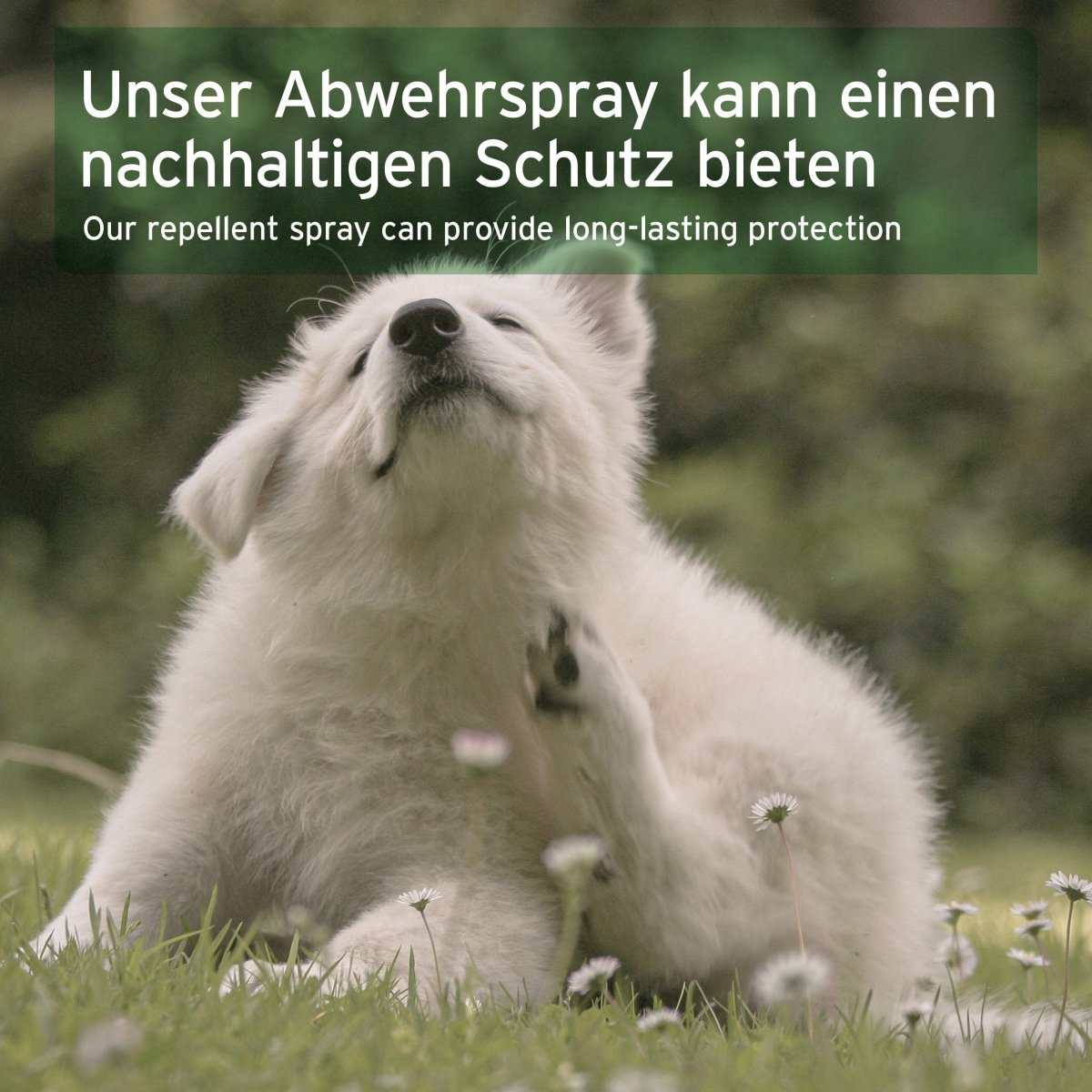 Hund im Gras kratzt sich, Text: "Unser Abwehrspray kann einen nachhaltigen Schutz bieten".