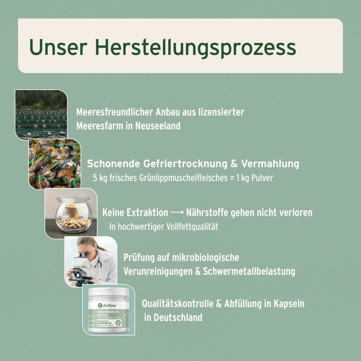 Herstellungsprozess von Grünlippmuschel Kapseln für Hunde, Meeresfarm aus Neuseeland, schonende Gefriertrocknung, keine Extraktion für Nährstofferhalt und unter höchster Prüfung auf Verunreinigungen und Schwermetallen