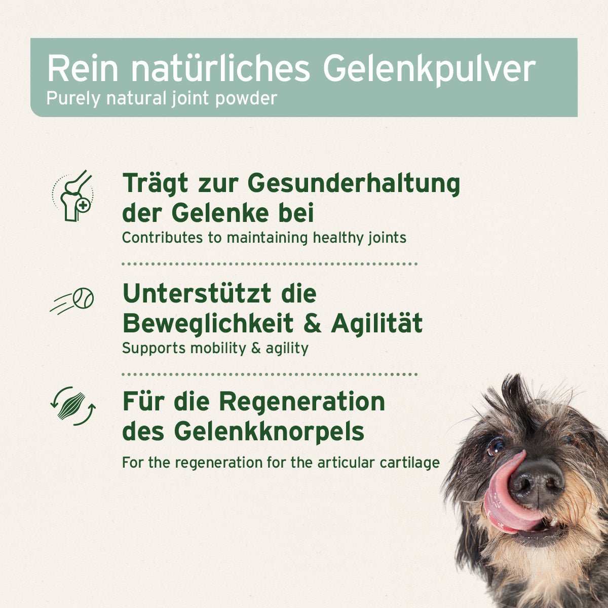 Beschreibung Rein natürliches Grünlippmuschel Pulver unterstützt die Beweglichkeit, Agilität und Regeneration des Gelenkknorpels mit kleinem Hund auf hellem Hintergrund.