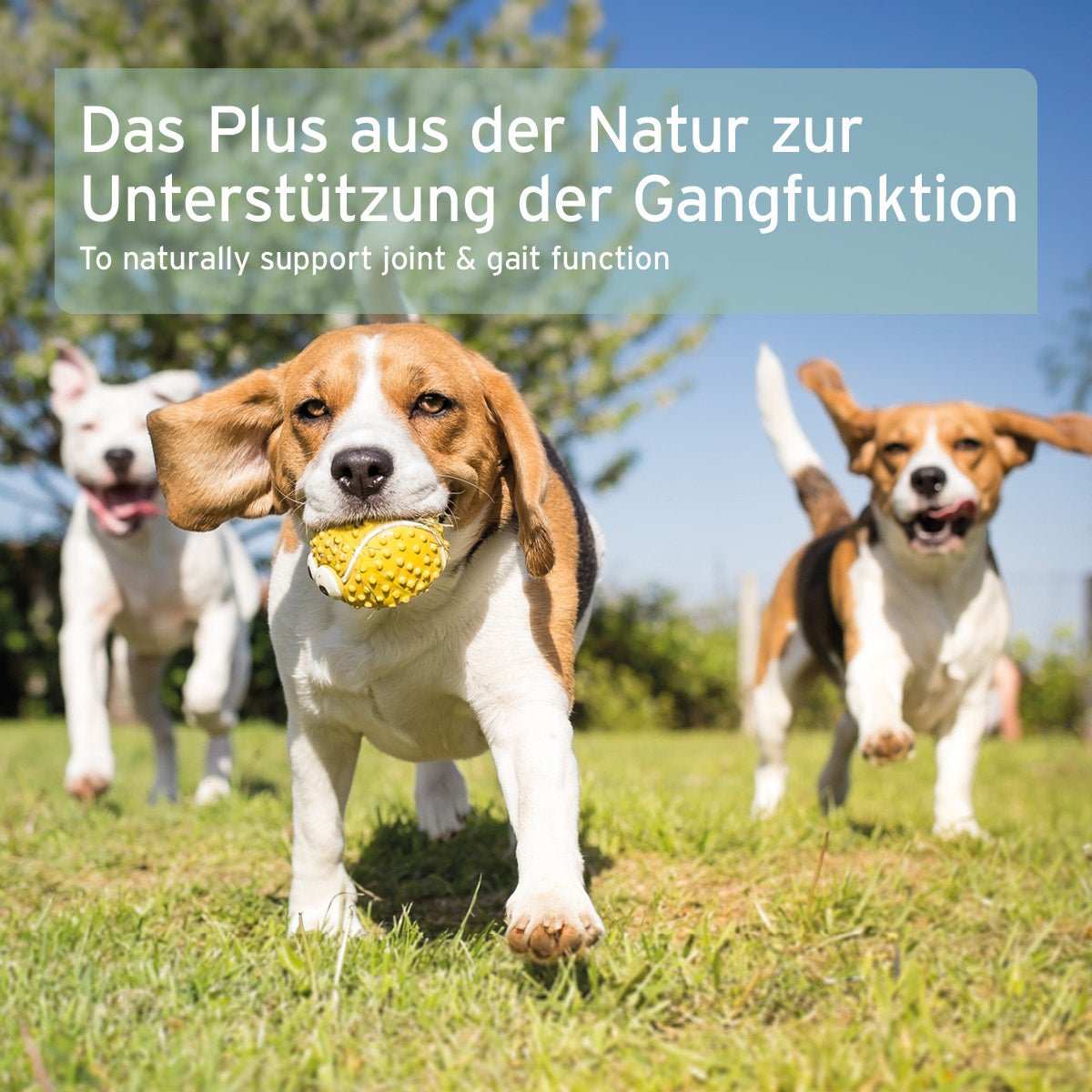 Hunde rennen auf Wiese, Fokus auf Gangfunktion, unterstützt durch Grünlippmuschelpulver.