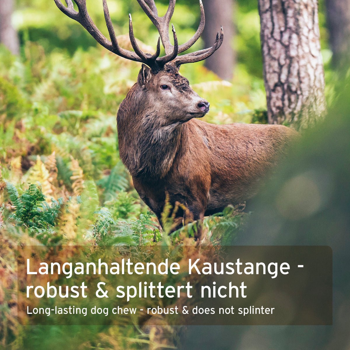 AniForte® Hochland Hirschgeweih natürliche Kaustange für Hunde robust und splitterfrei