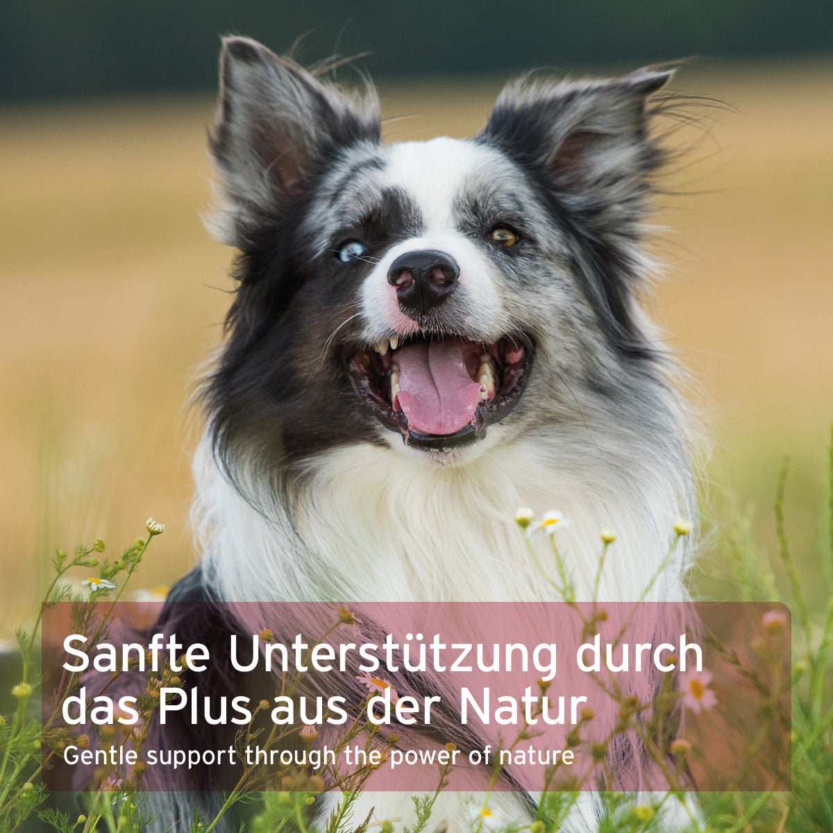 Hund im Freien mit Text "Sanfte Unterstützung durch das Plus aus der Natur" für Hormon Balance Ergänzungsfuttermittel.