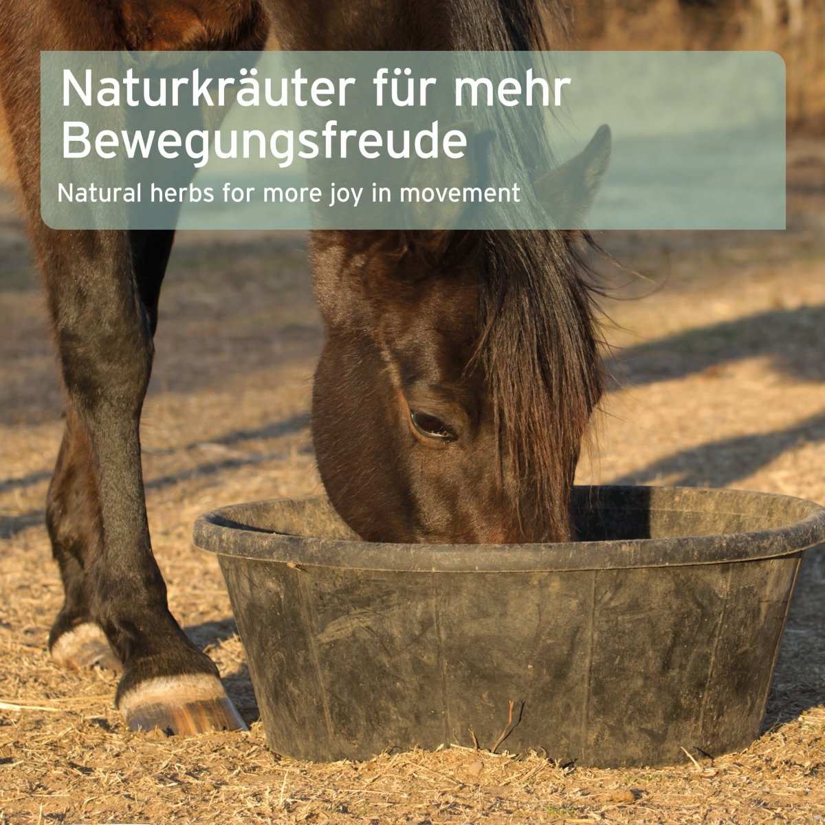 Pferd frisst Kräutermischung 'Huf Akut' zur Unterstützung der Huffunktion und Bewegungsfreude.
