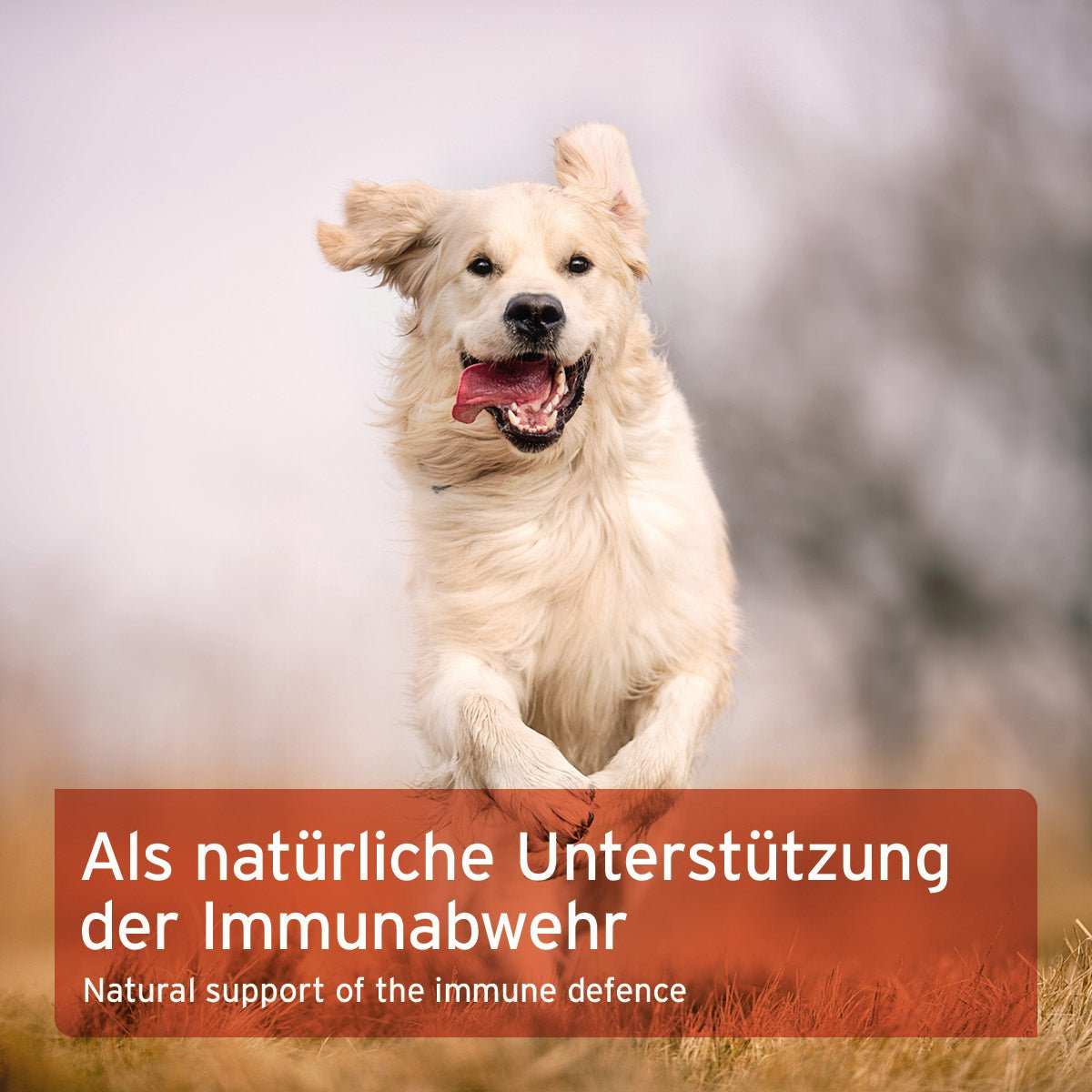 Rennender Hund vor grauem Hintergrund.