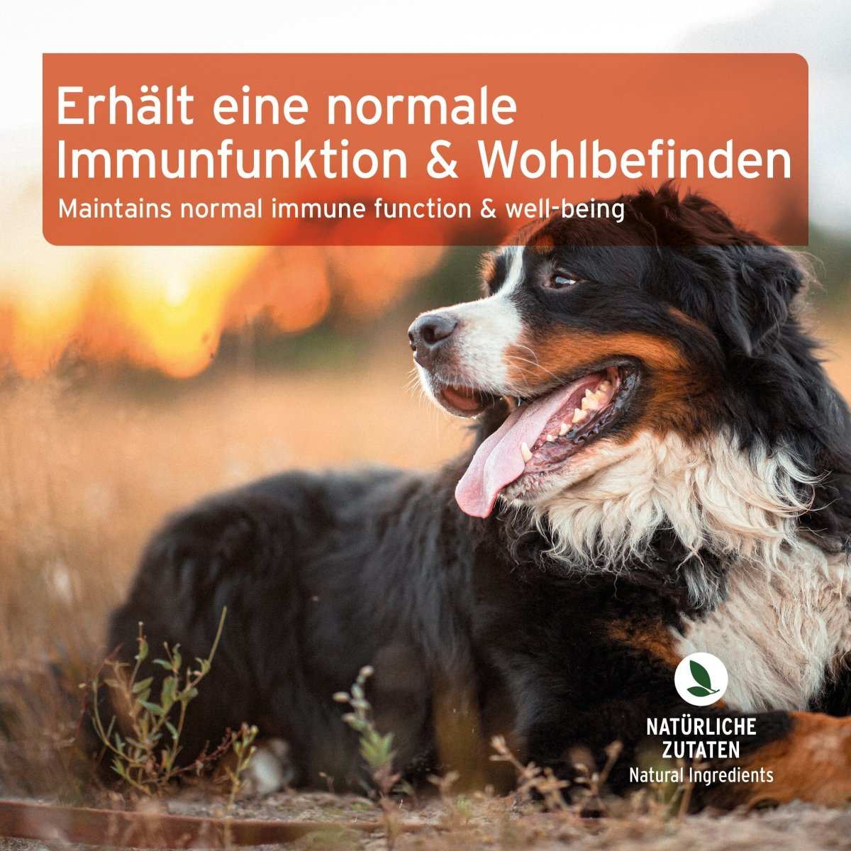 Hund genießt AniForte® Immun-Boost Snack für normale Immunfunktion und Wohlbefinden, natürliche Zutaten im Hintergrund.