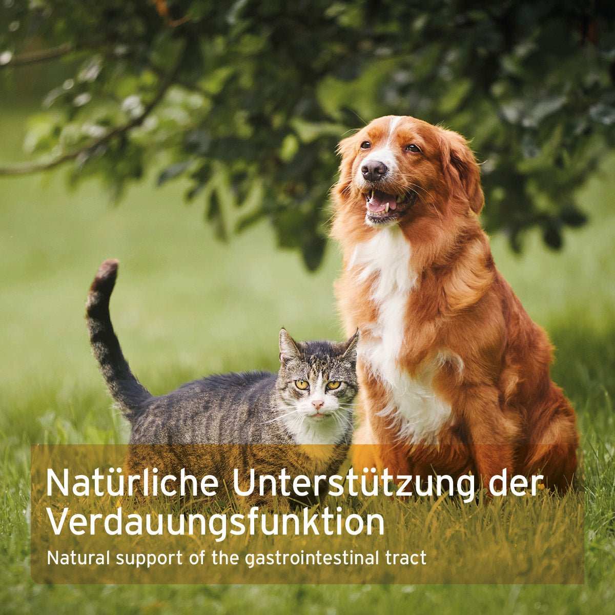 Natürliche Unterstützung der Verdauungsfunktion für Tiere durch indische Flohsamen auf einem grünen Hintergrund mit Hund und Katze.