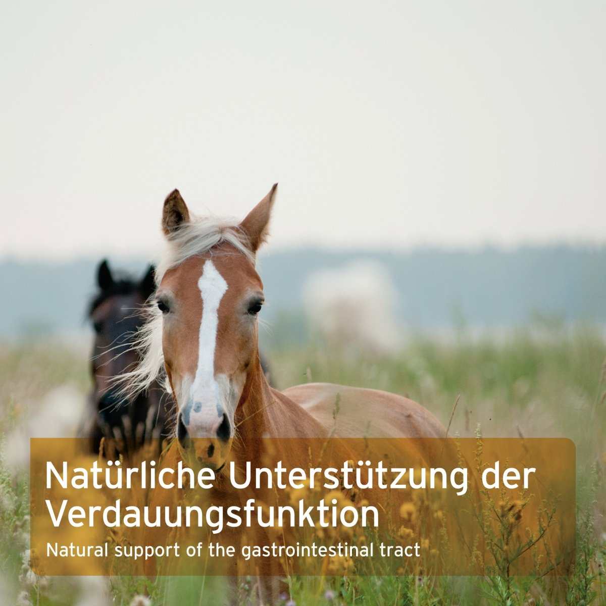 Textbox mit Informationen zu Indische Flohsamen für Pferde auf einer Weide, natürliche Unterstützung der Verdauungsfunktion.