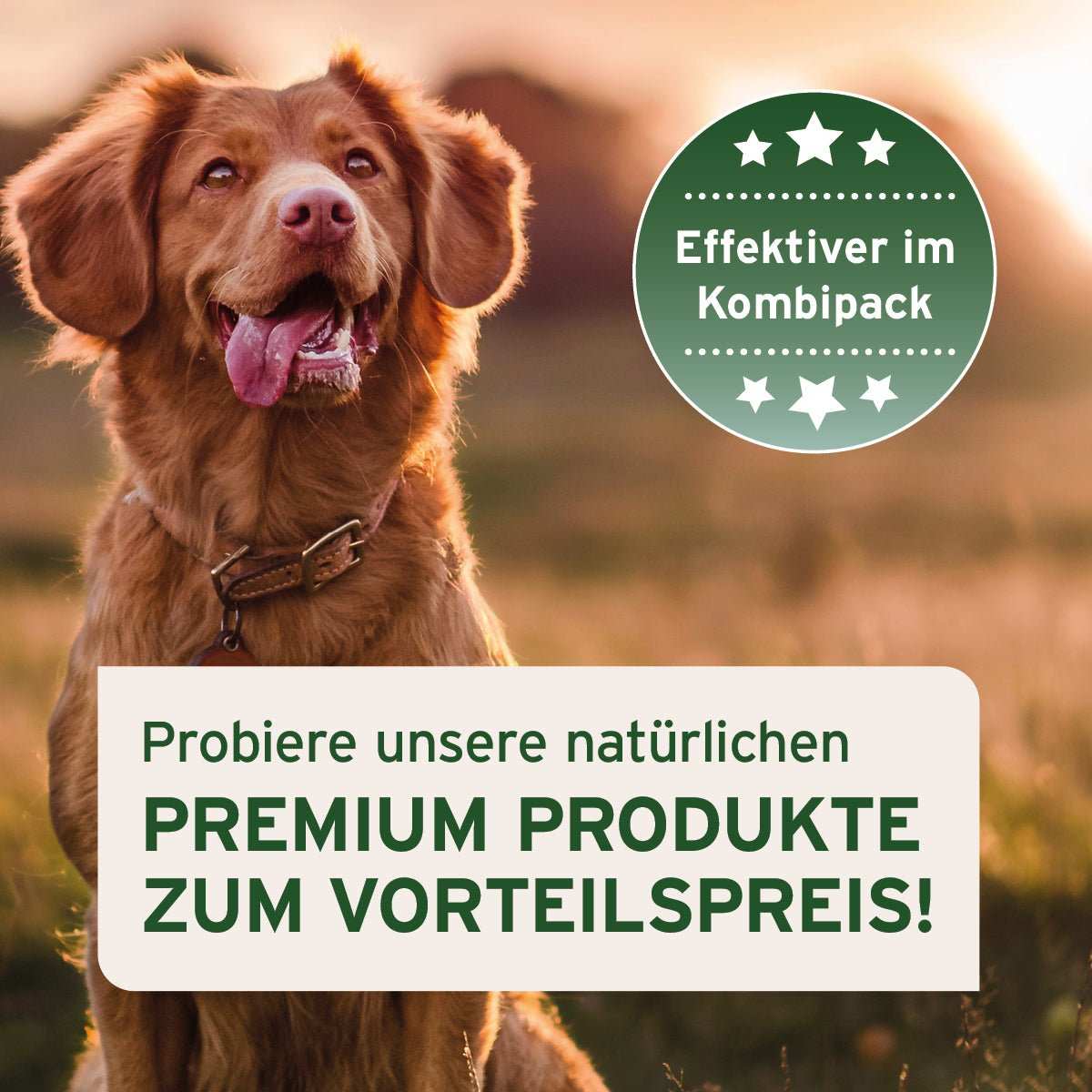 Natürliche Premium-Produkte für Hunde im Kennenlernpaket zum Vorteilspreis.