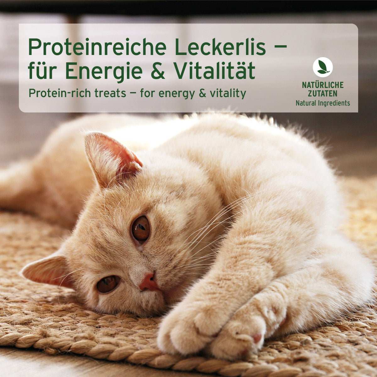 AniForte® gefriergetrockneter Lachs-Snack für Katzen, Katze auf Boden