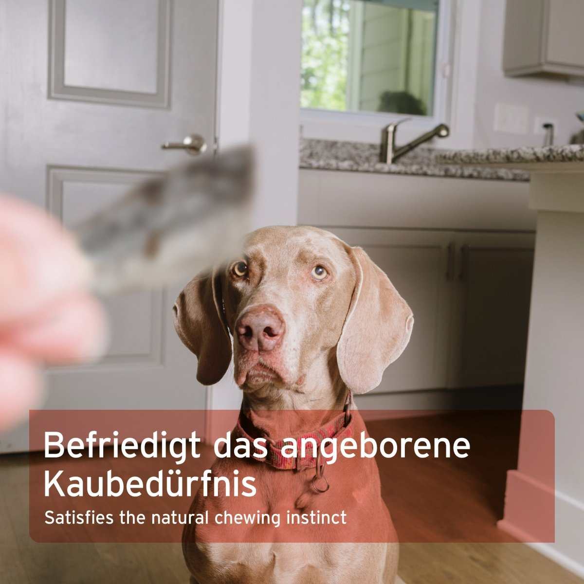 Hund schaut auf AniForte® Lachshaut, befriedigt Kaubedürfnis, natürliches Hundeleckerli.