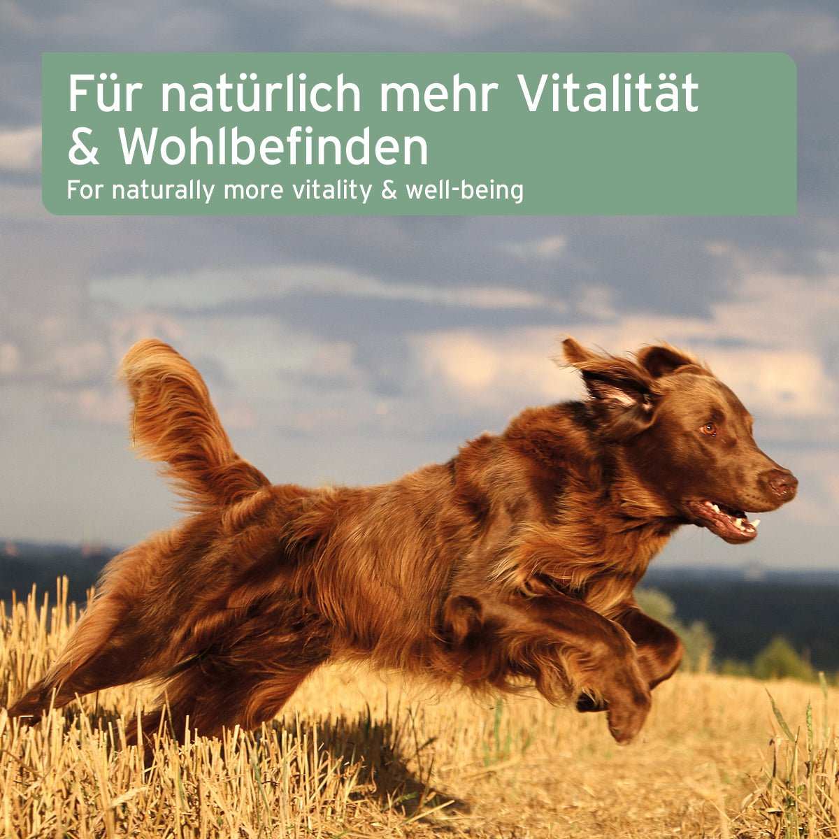 Springender brauner Hund im Feld.
