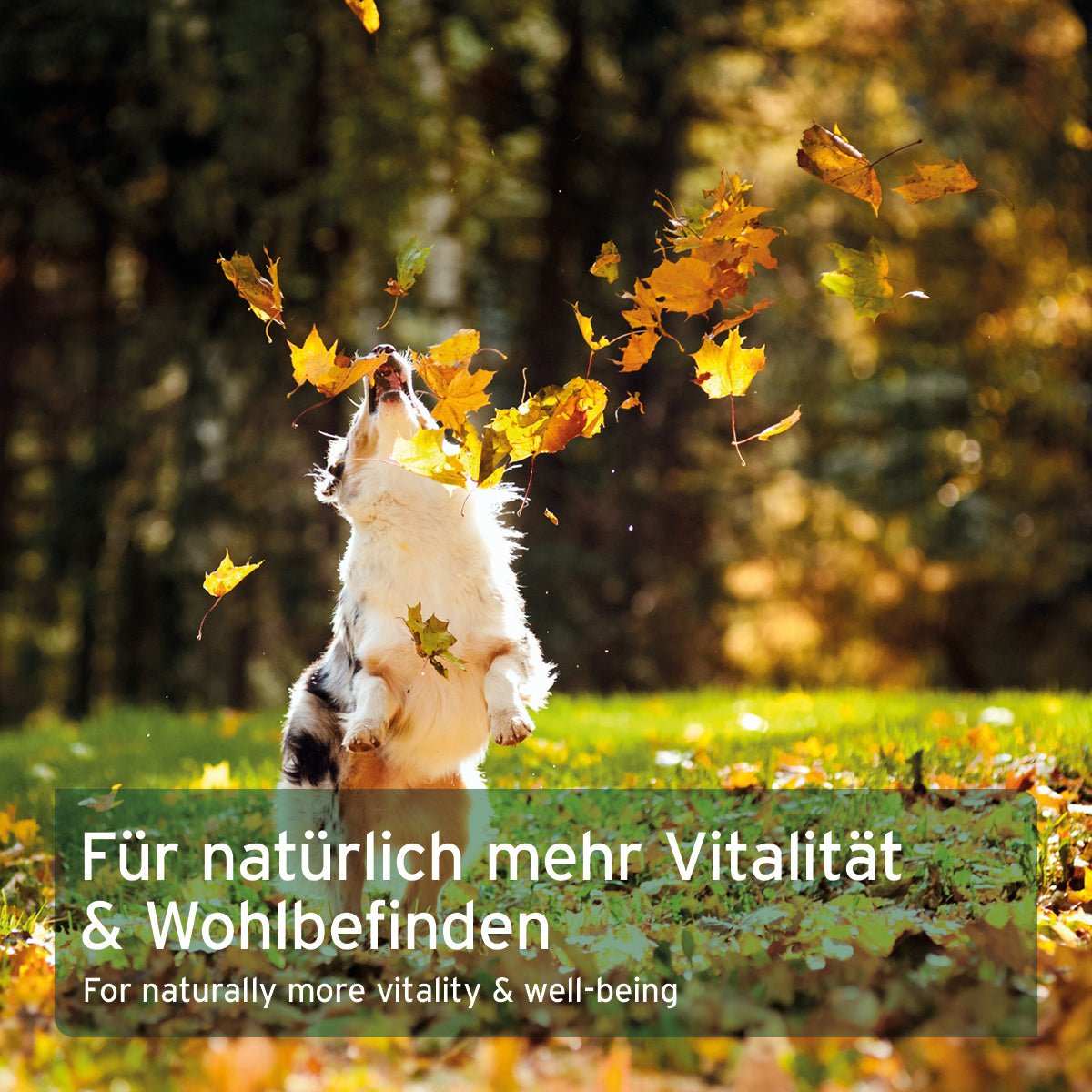Hund spielt mit Herbstlaub im Park, Text: "Für natürlich mehr Vitalität & Wohlbefinden".