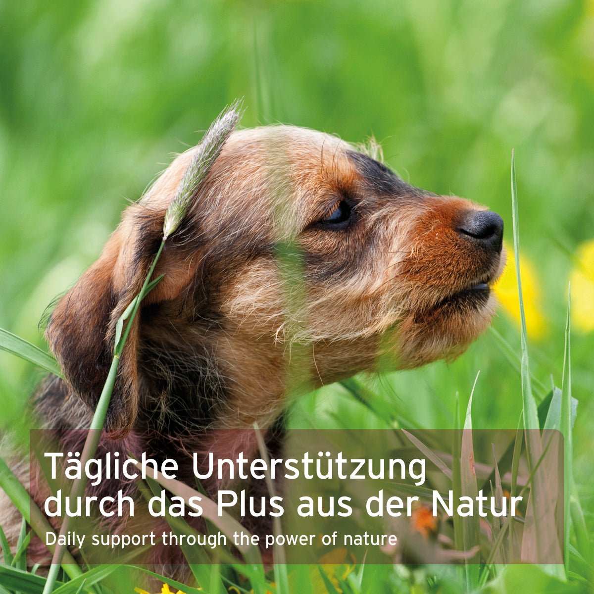 Hund auf grüner Wiese mit Text Natürliche Kräutermischung für Hunde zur Unterstützung der Leberfunktion, AniForte® LeberVetal Pulver.