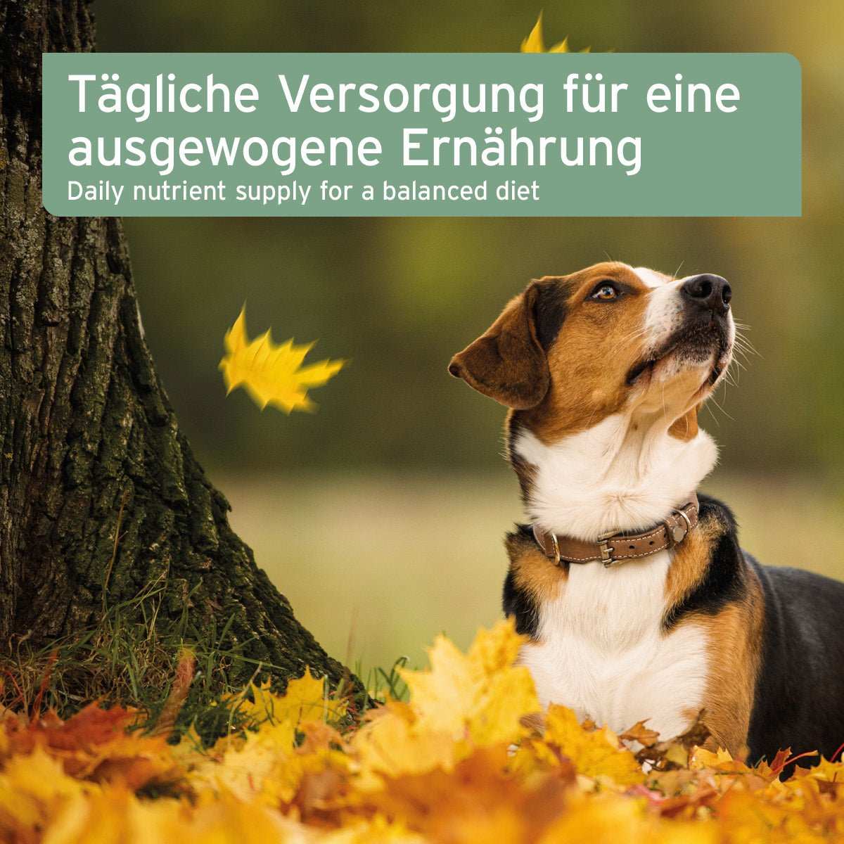 Hund im Herbstlaub, Leinöl in nativer kaltgepresster Qualität für Haustiere, unterstützt Haut und Fell, ideal zum Barfen.