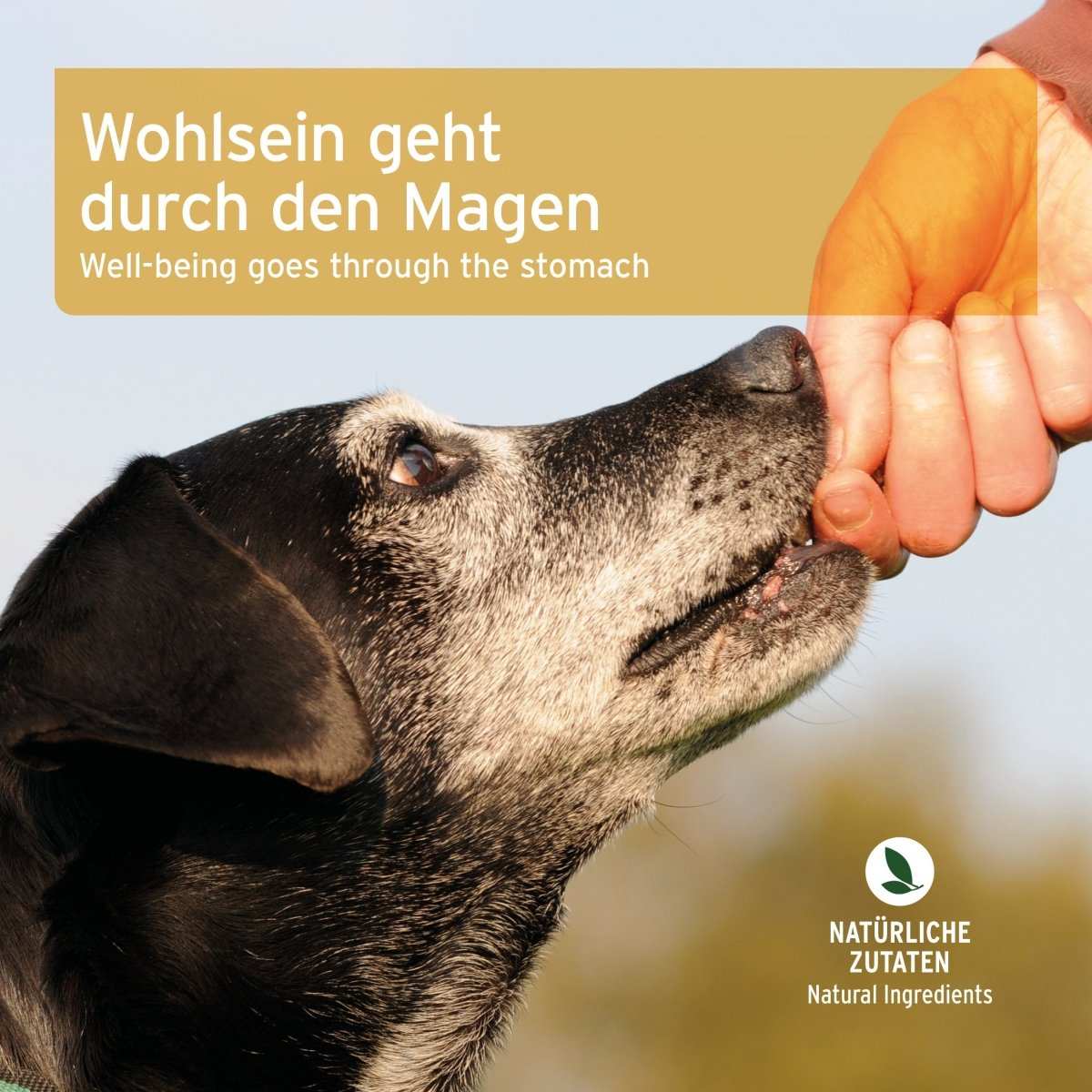 Hund wird mit Magen & Darm Snack gefüttert, um Verdauung zu unterstützen; natürliche Zutaten.