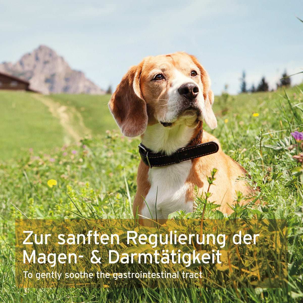 MagenSanft Magenpulver für Hunde in natürlicher Umgebung, unterstützt Verdauung und Magen-Darmtätigkeit.