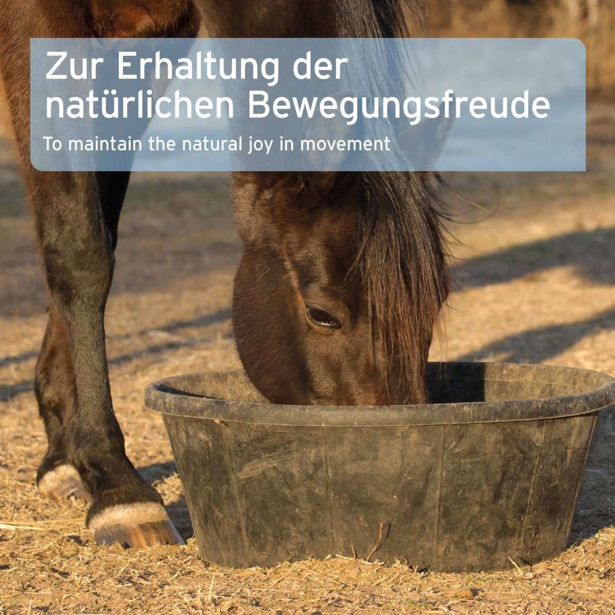 Pferd frisst aus Futtertrog. Darüber ein Bild mit einer Infobox zu Mauke-Formel Kräutermischung.