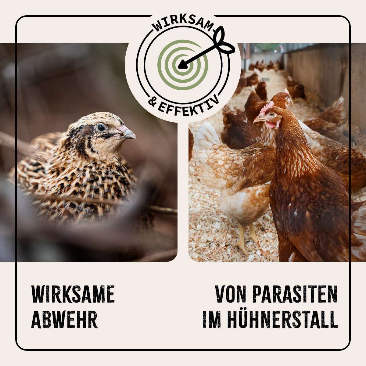 Geflügel mit Text und Infografik.