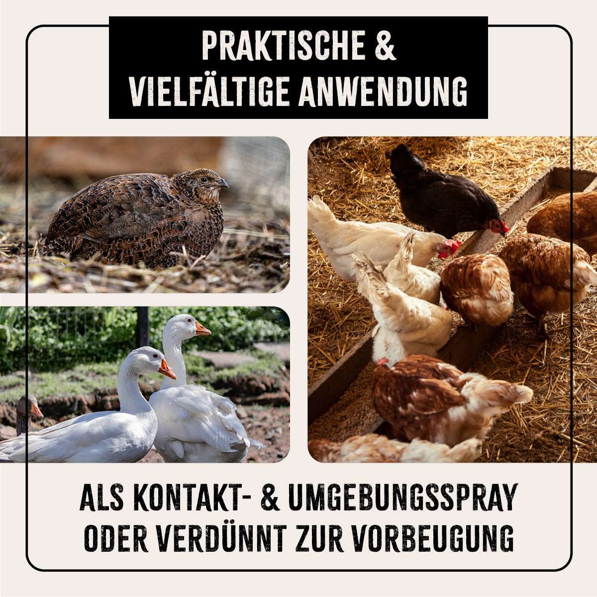 Hühner und Gänse im Freien mit Text: "Praktische & Vielfältige Anwendung - Als Kontakt- & Umgebungsspray oder verdünnt zur Vorbeugung".
