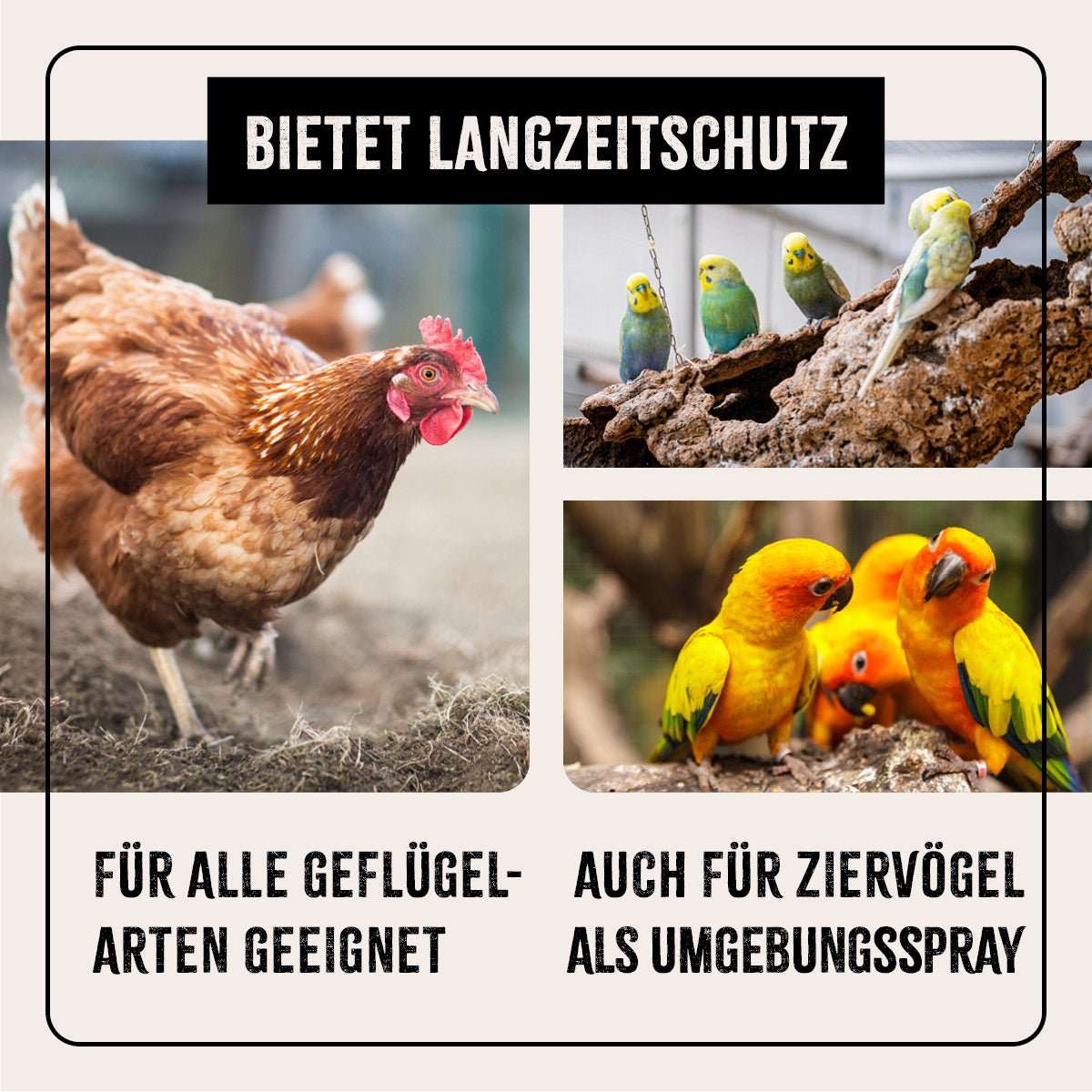 Verschiedene Geflügel und Ziervögel.