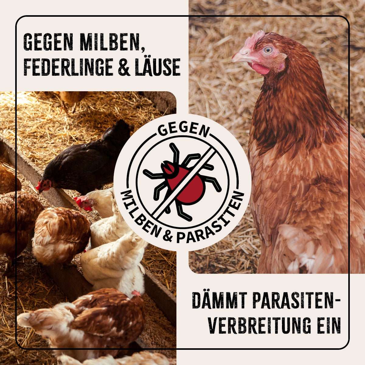 Hühner im Stall, beworbenes Spray gegen Milben, Federlinge & Läuse, Parasitenschutz.