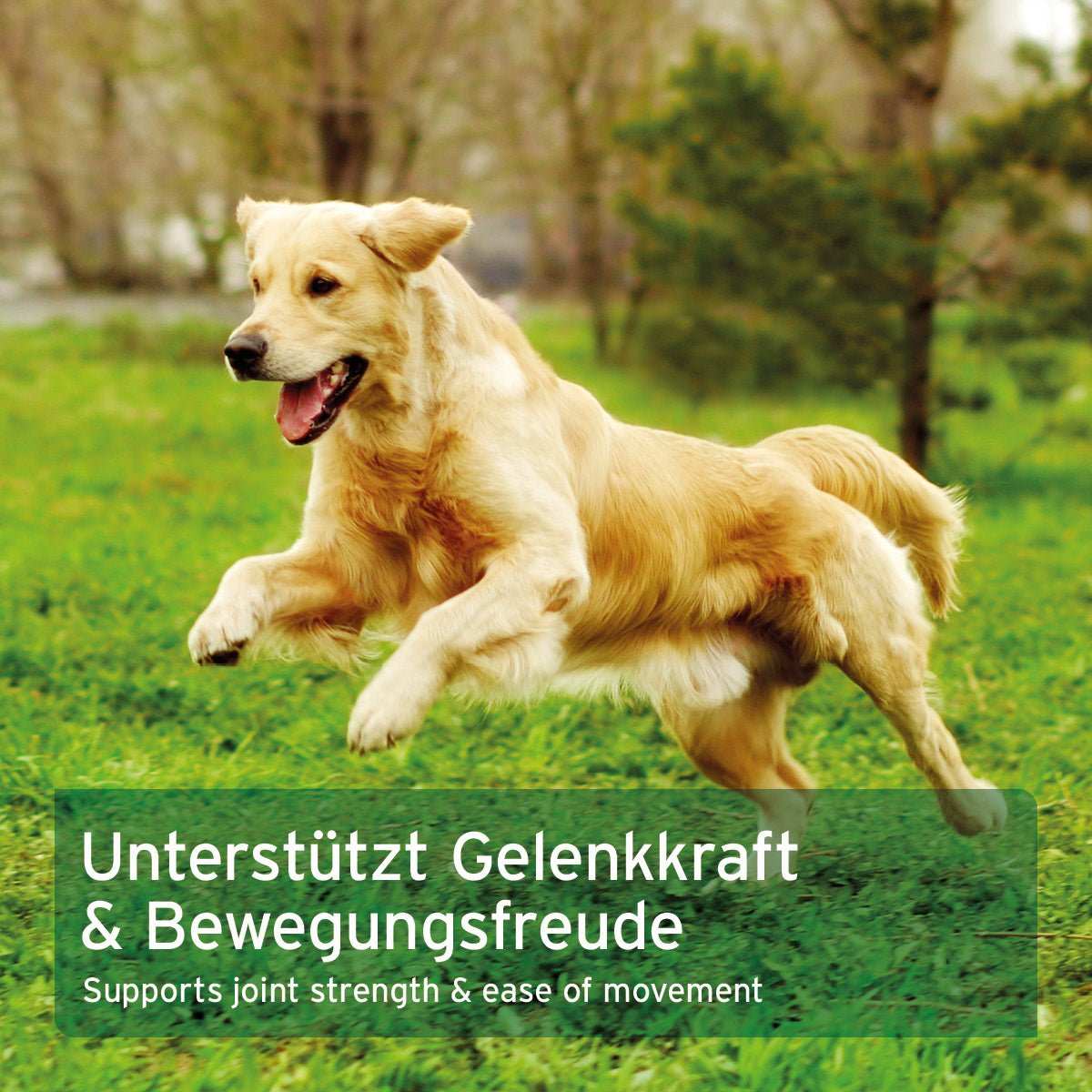 Golden Retriever rennt fröhlich auf einer Wiese; unterstützt Gelenkkraft und Bewegungsfreude mit AniForte® MSM Pulver.