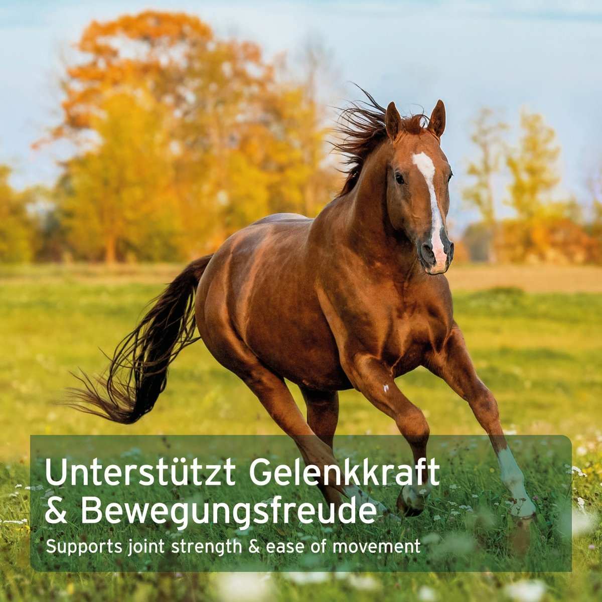 Rennendes Pferd auf Wiese dazu Text MSM Pulver für Pferde, organische Schwefelverbindung, unterstützt Gelenke, fördert Bewegungsfreude.