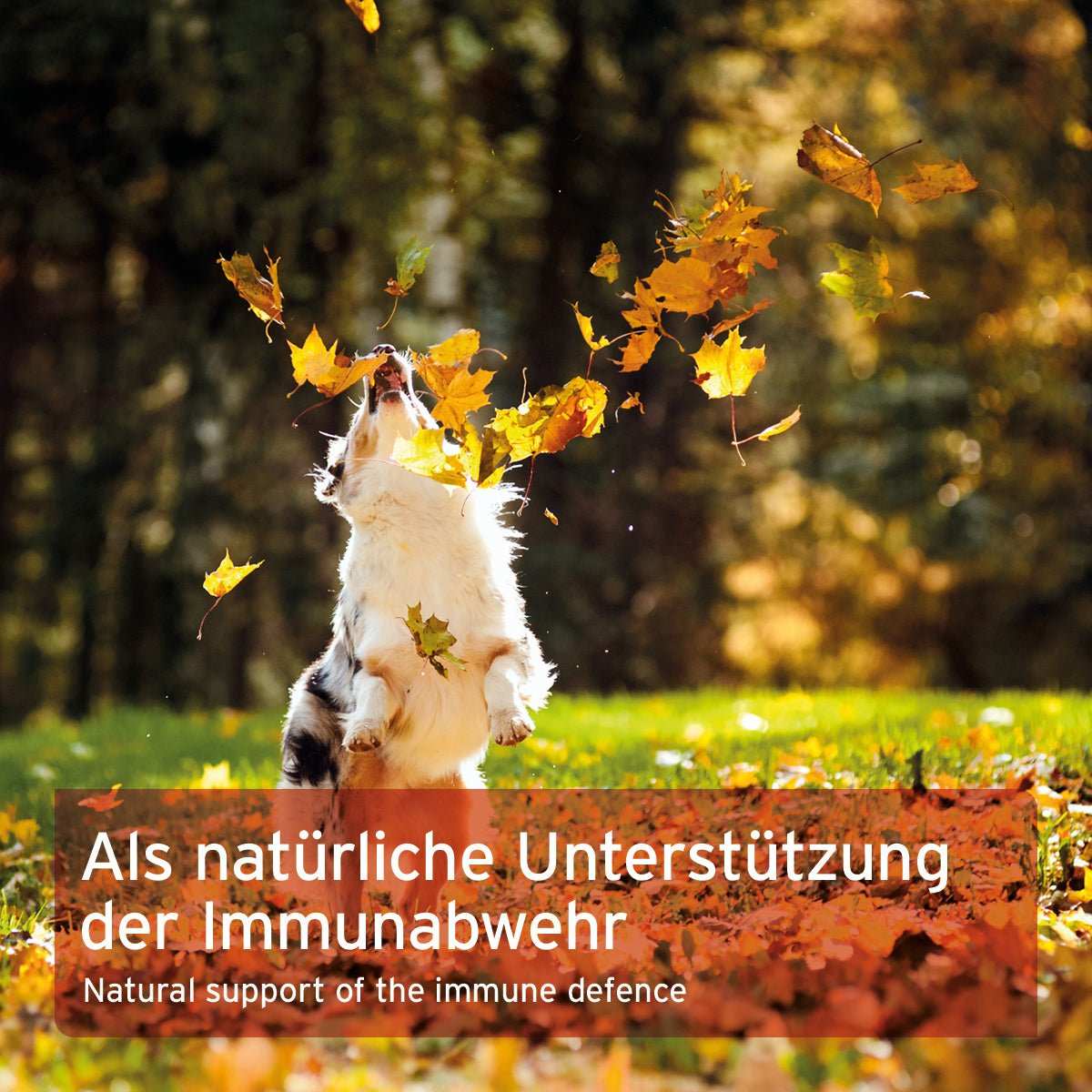 Hund im Herbstlaub springend im Freien, beworbenes MultiVETAL Pulver als natürliche Unterstützung des Immunsystems für Tiere.