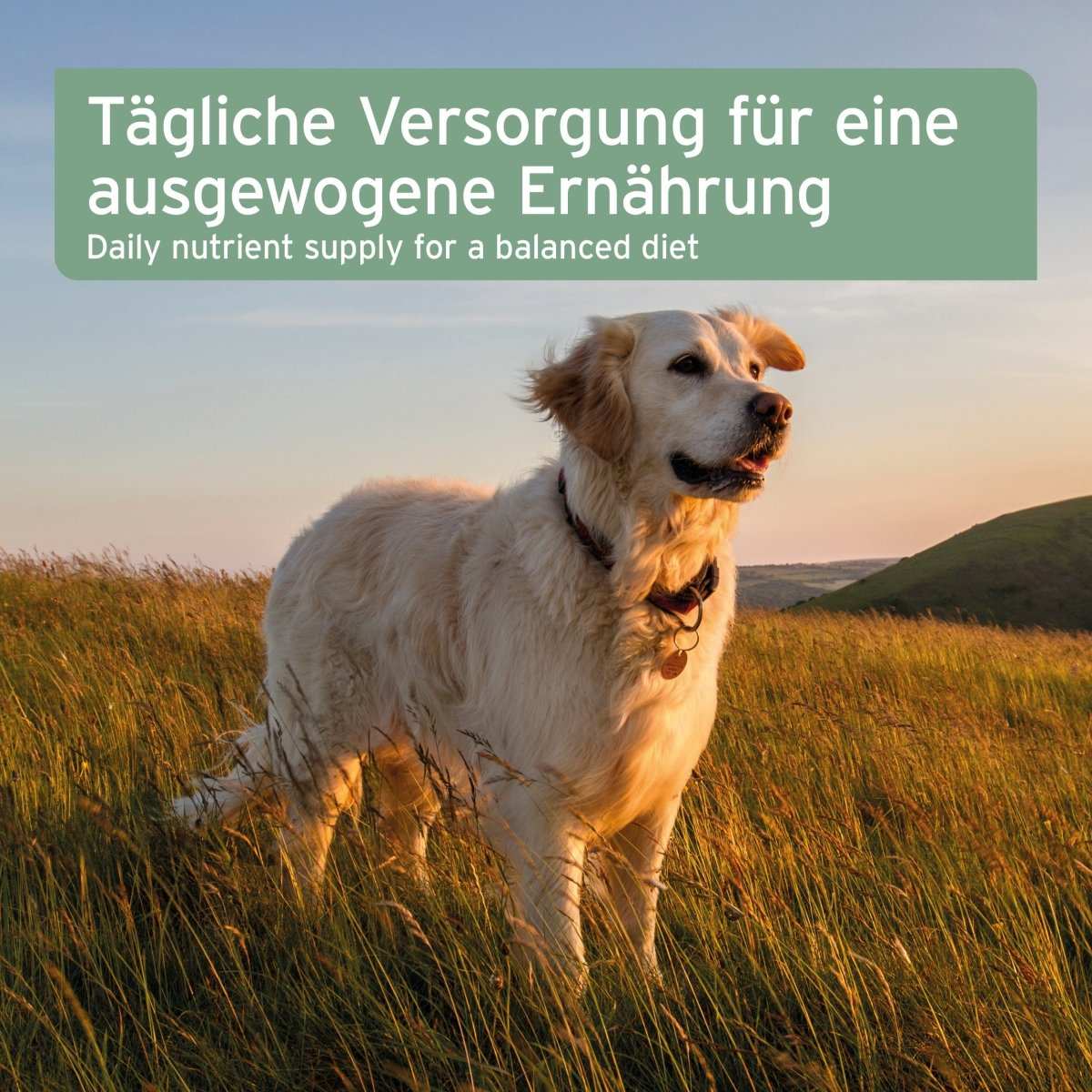 Hund steht auf einer Wiese bei Sonnenuntergang, Text: "Tägliche Versorgung für eine ausgewogene Ernährung".