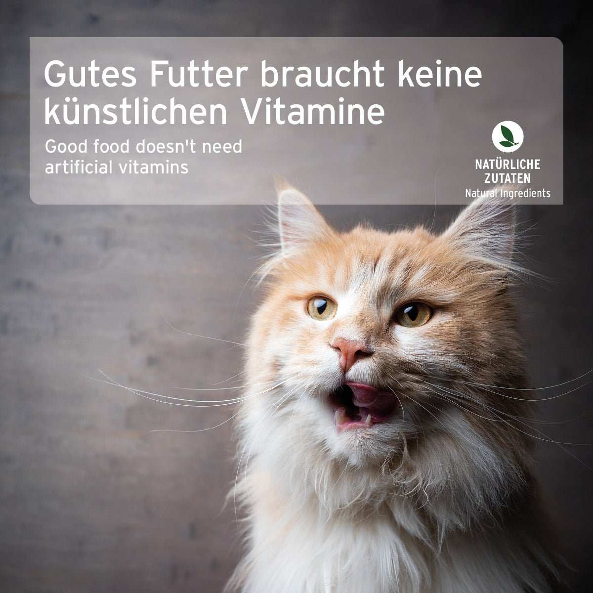 Hochwertiges Katzen-Nassfutter mit saftiger Pute und Süßkartoffel, getreidefrei, für ernährungssensible Katzen. Bild von Katze.