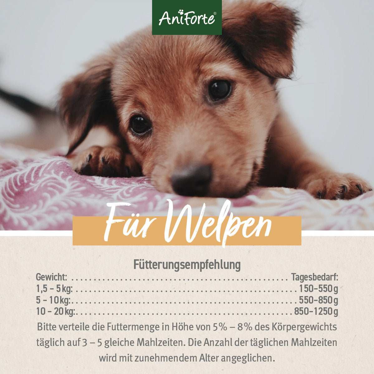 Liegender Welpe auf Decke.