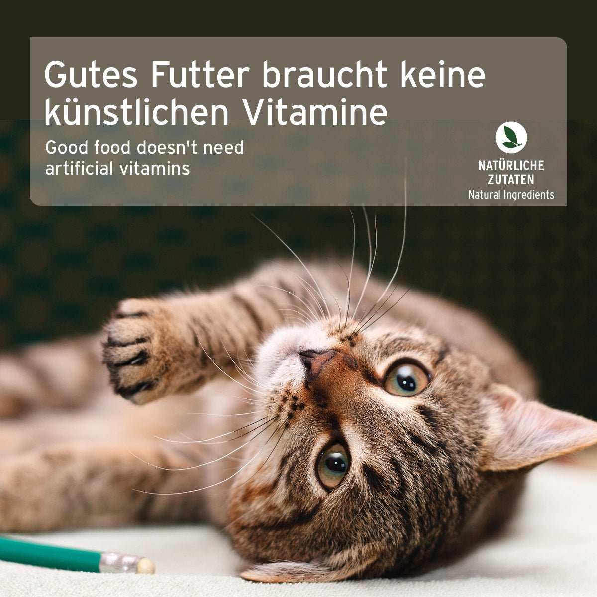 Katze liegt seitlich unter einer Infobox über Premium Nassfutter für Katzen mit Huhn und Kürbis, getreidefrei und glutenfrei, ideal für ernährungssensible Katzen, enthält Omega-3 zur Vitalitätsförderung.