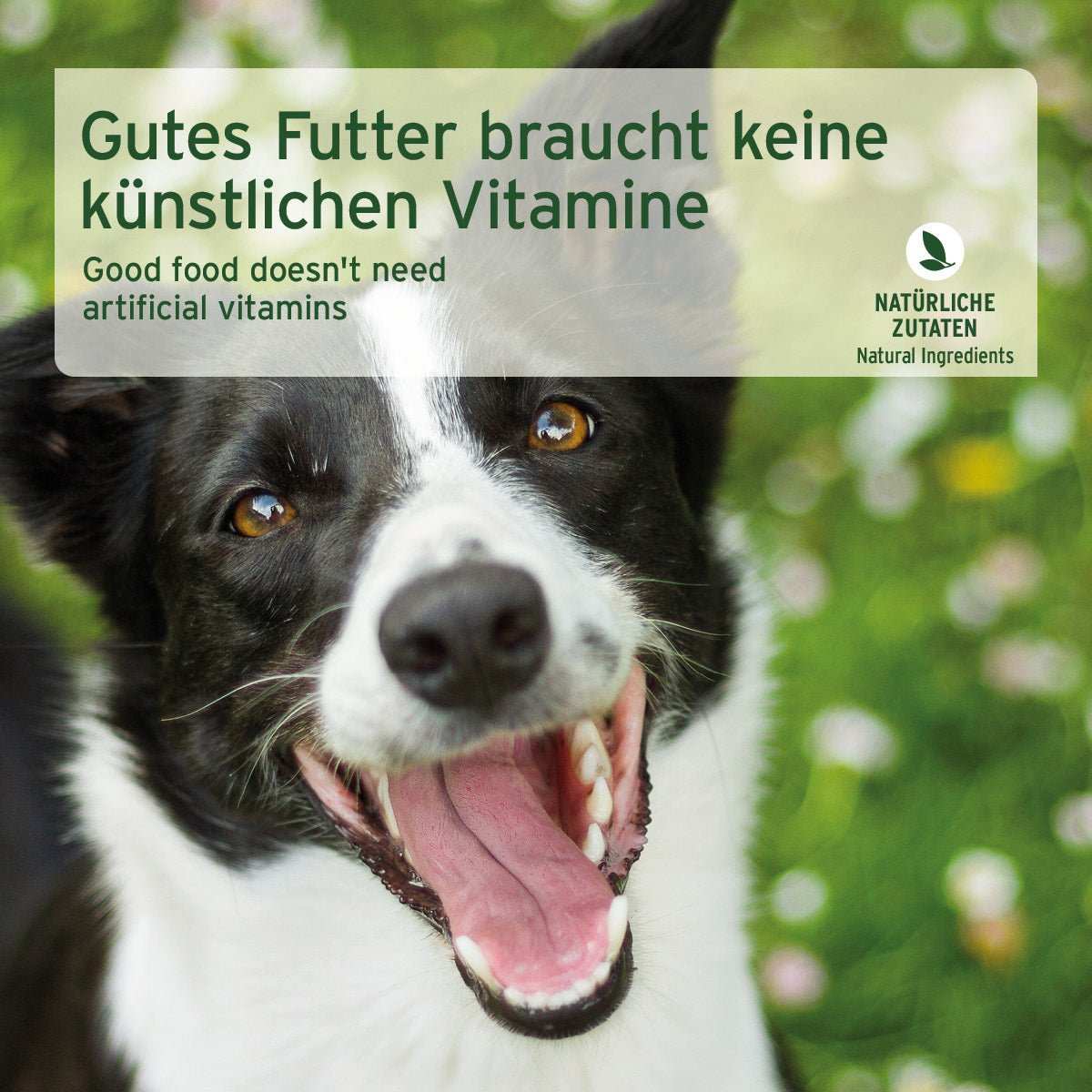 Bild von Hund mit offenem Maul.
